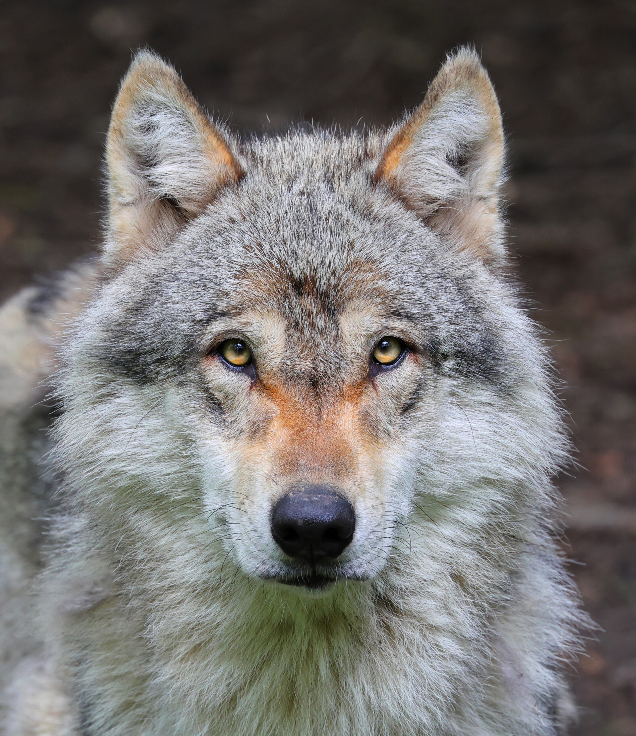 Loup gris