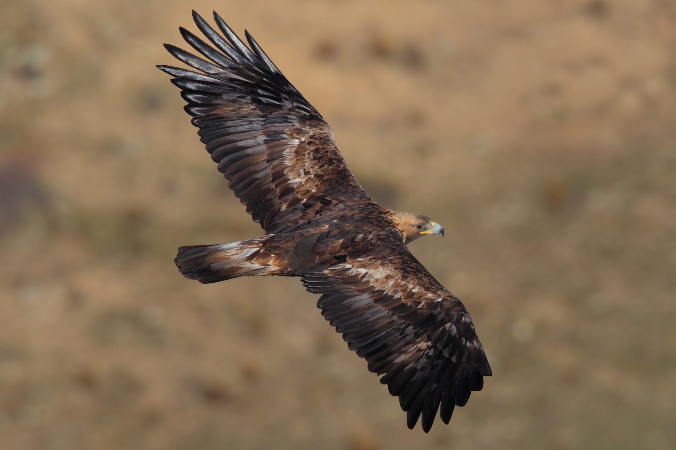 Aigle royal