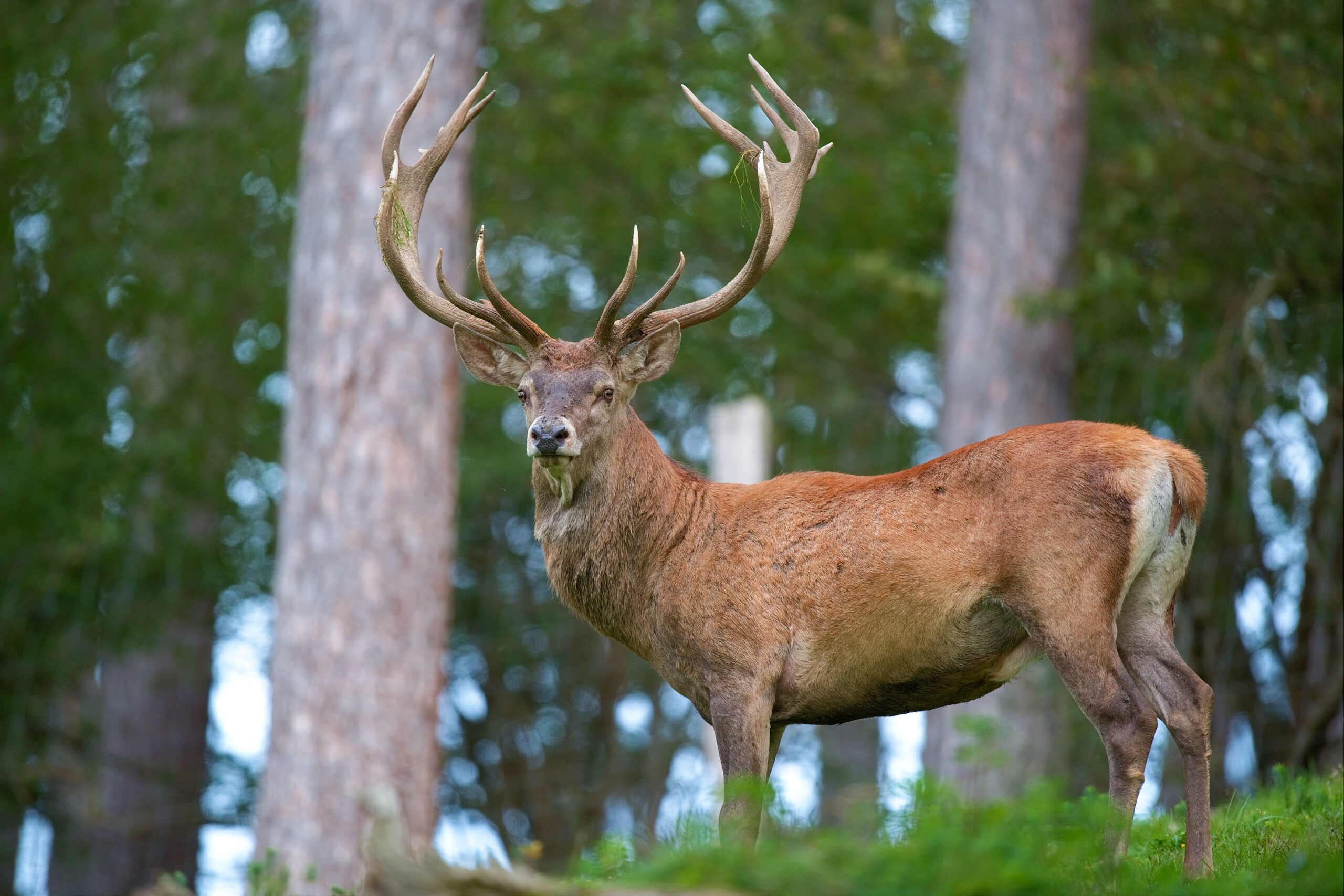 Cerf élaphe