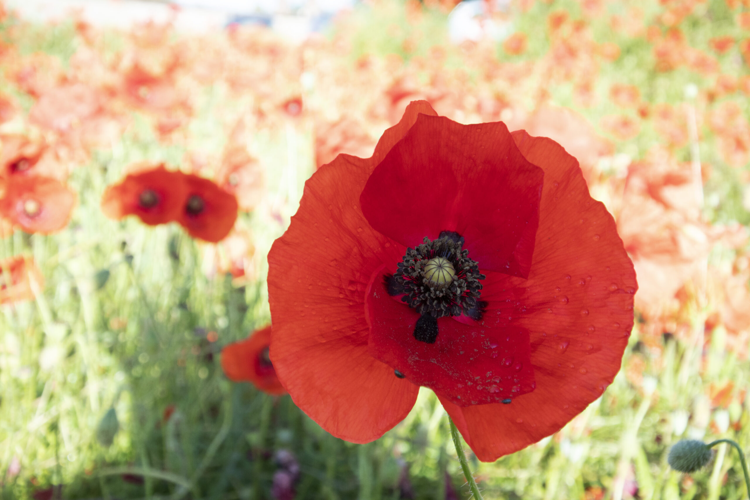 Coquelicot