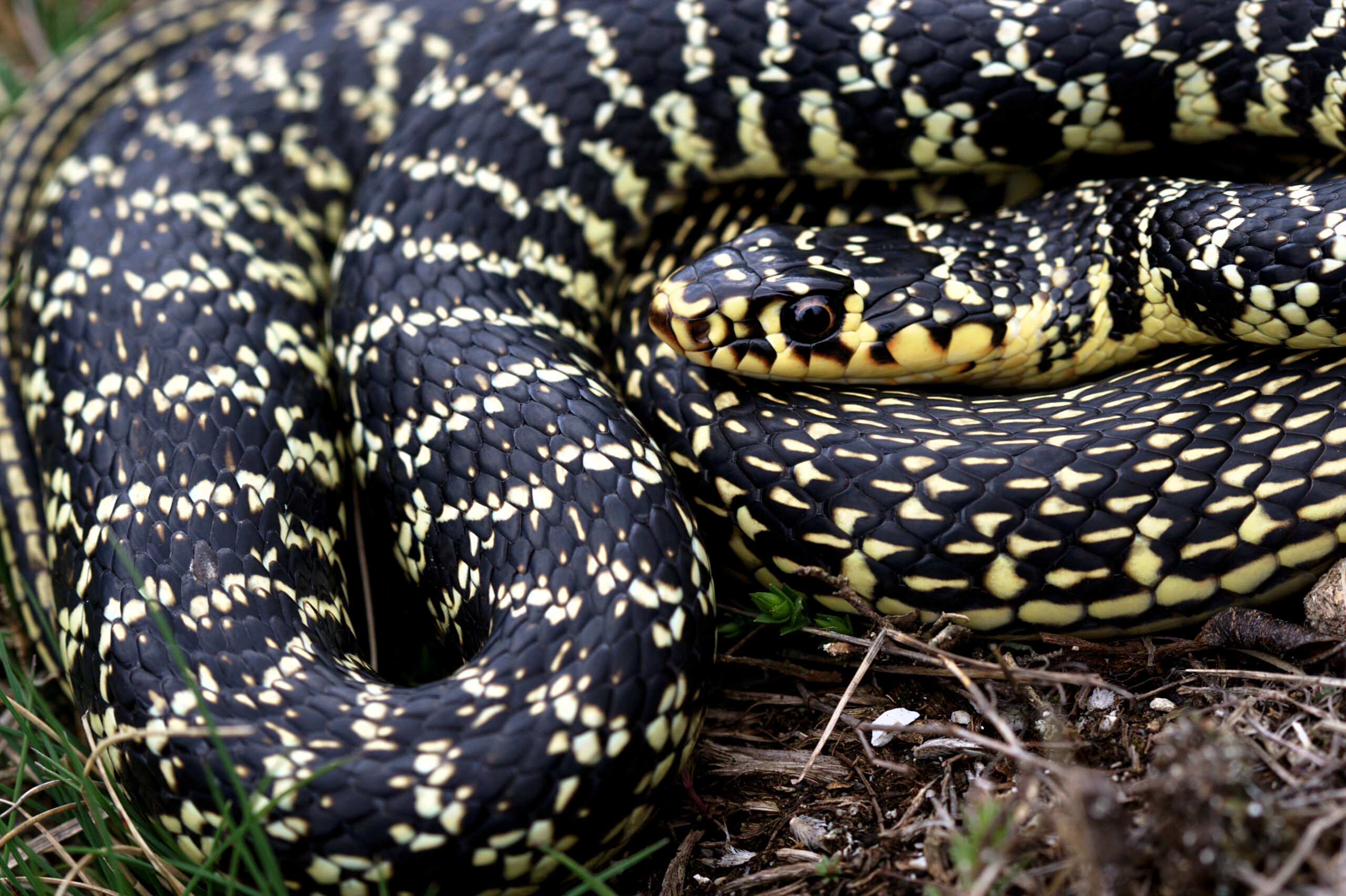 Couleuvre verte et jaune