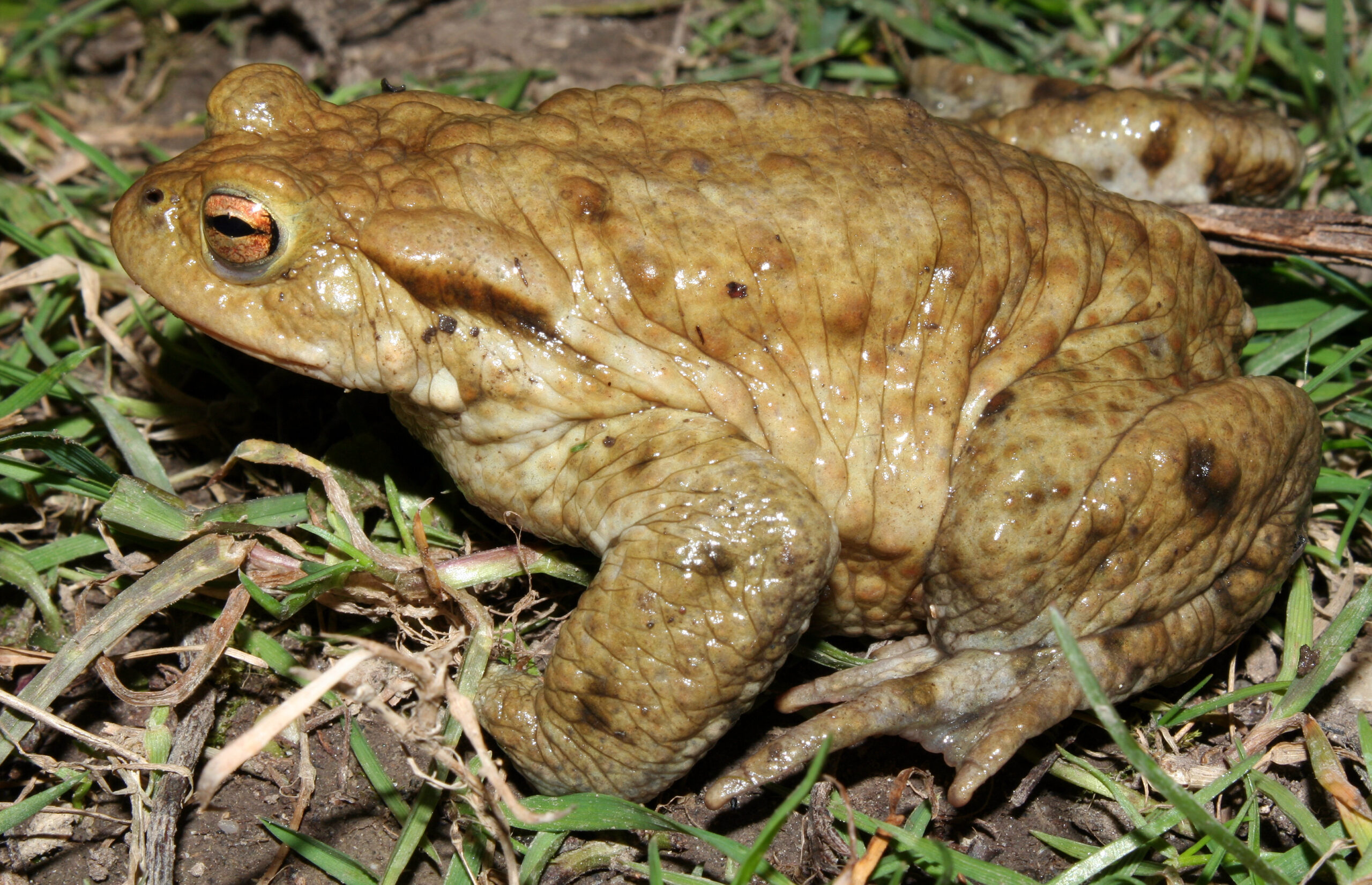 Crapaud commun