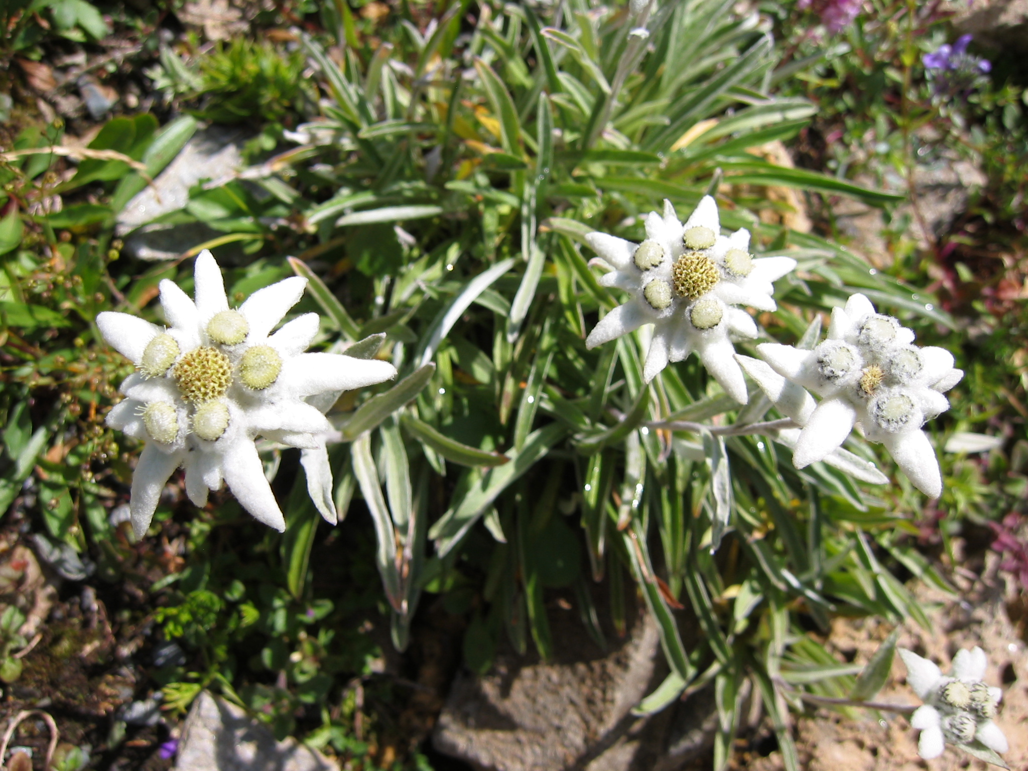Edelweiss