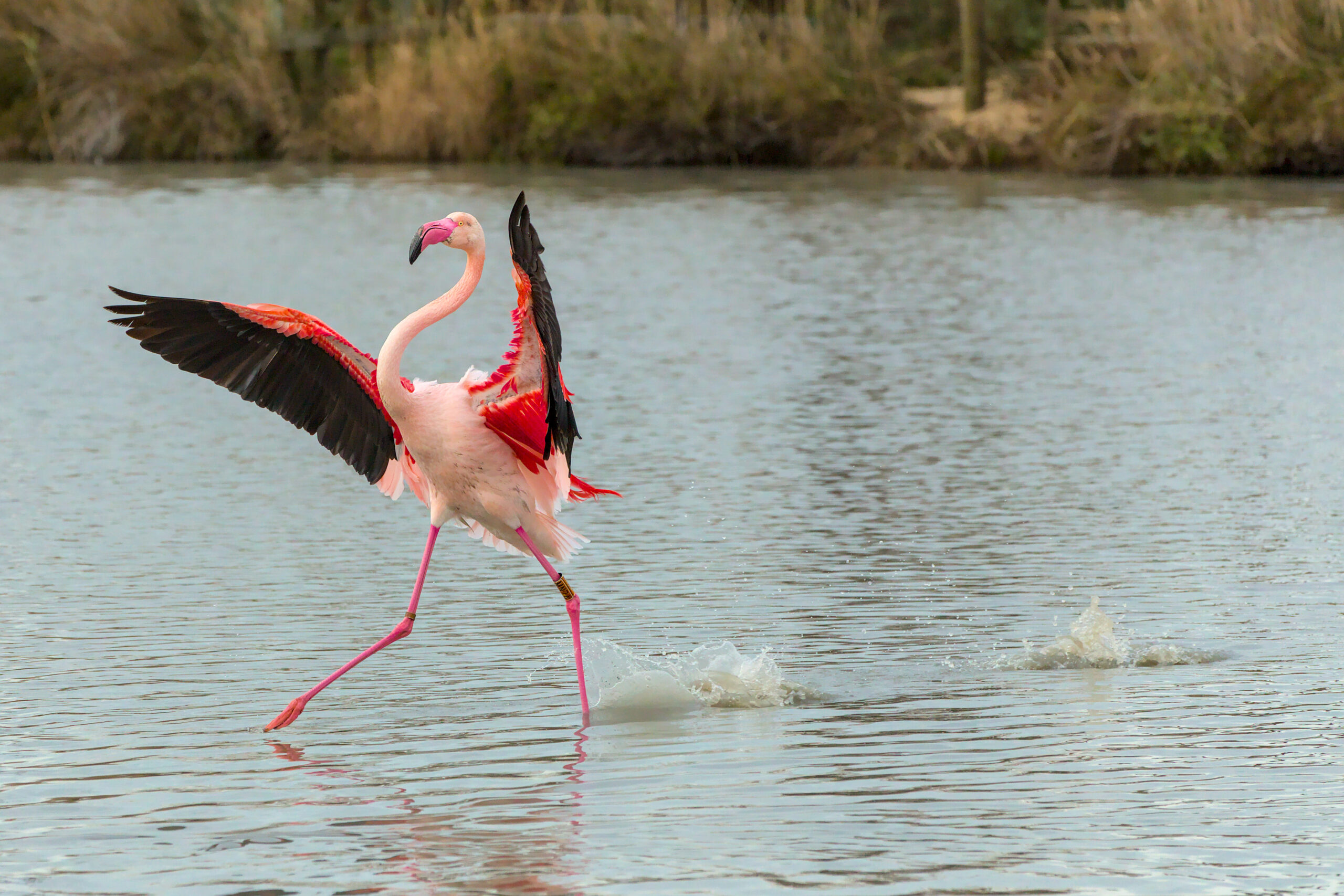 Flamant rose
