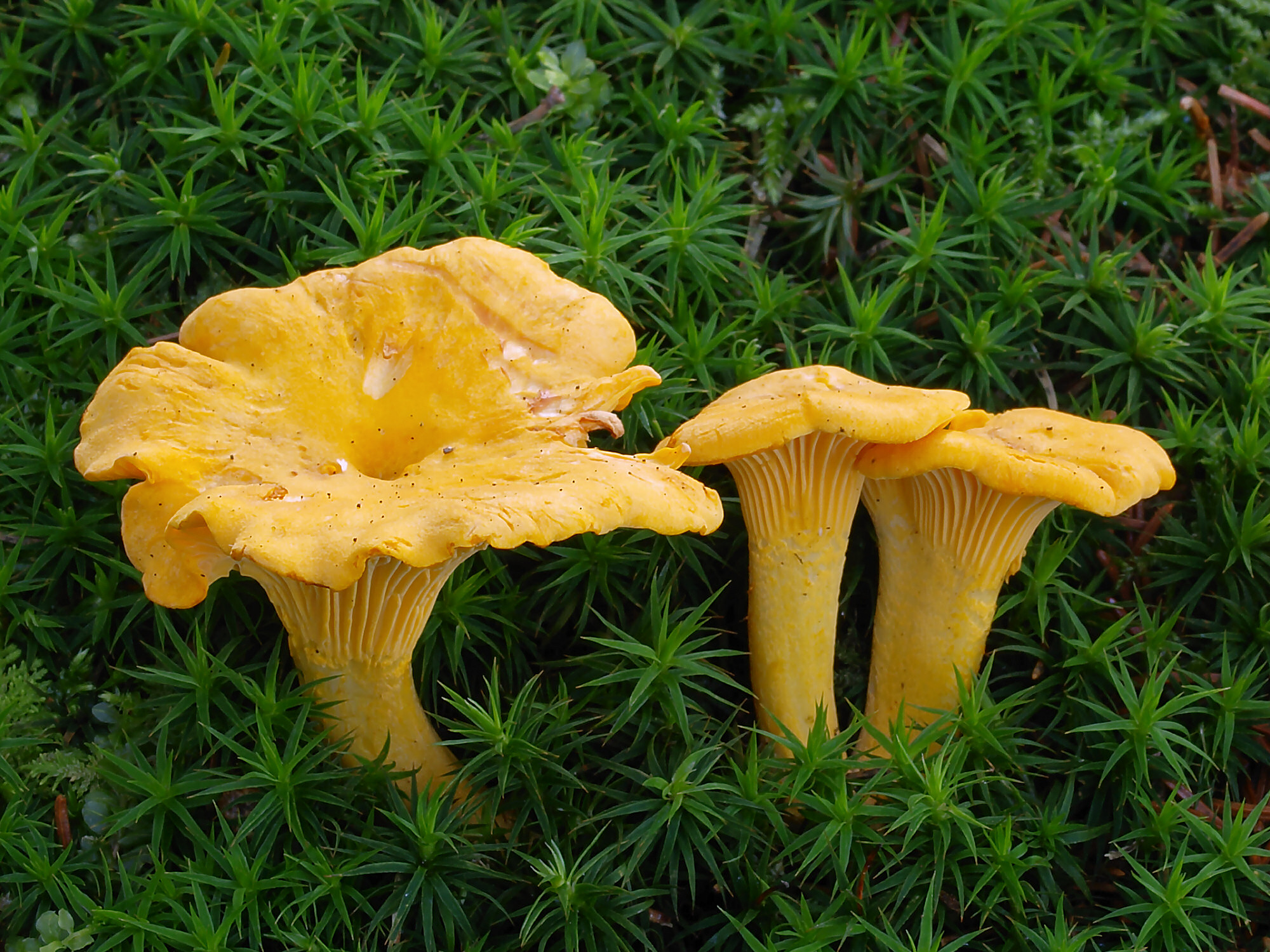 Girolle