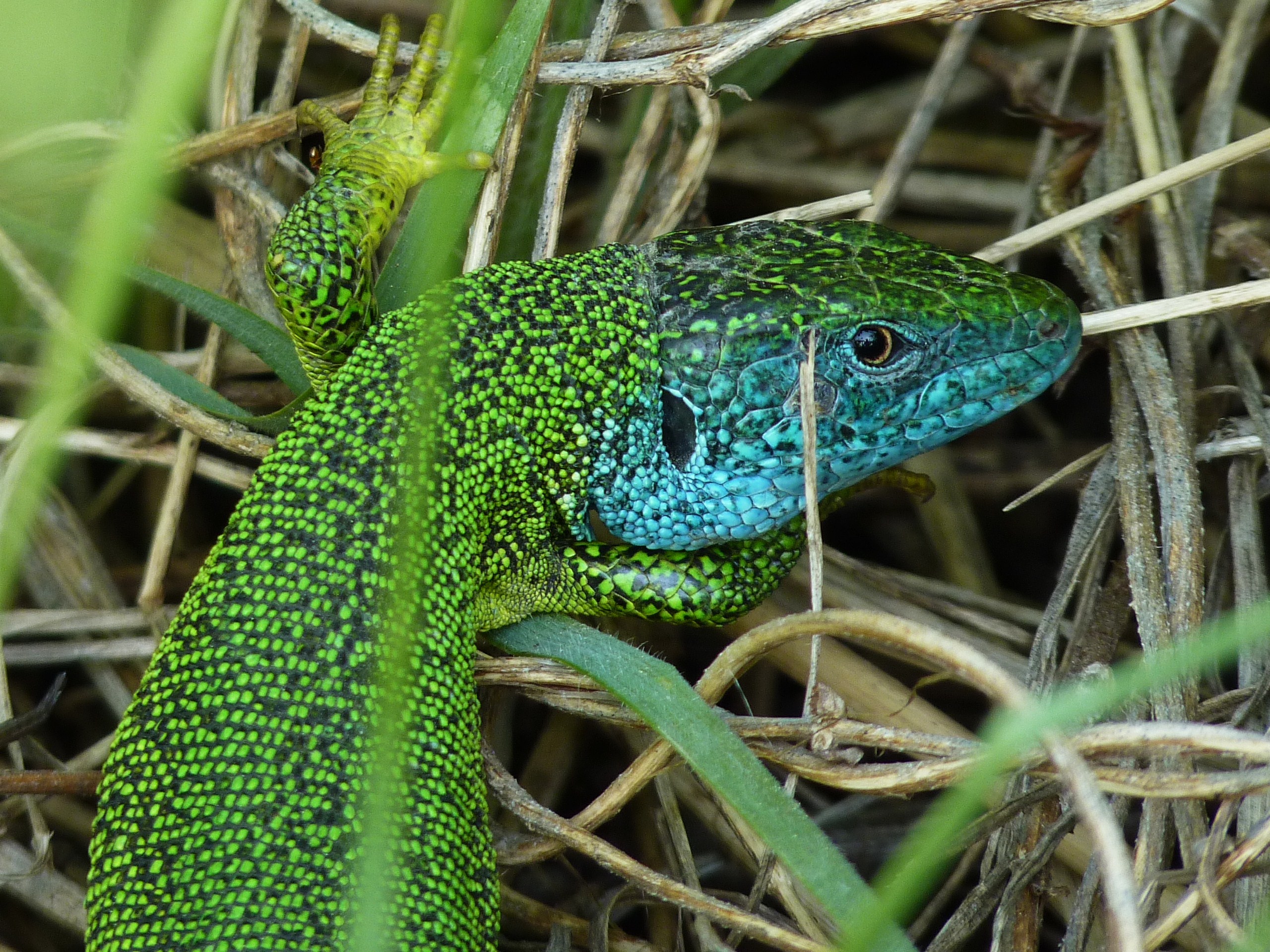 Lézard vert occidental