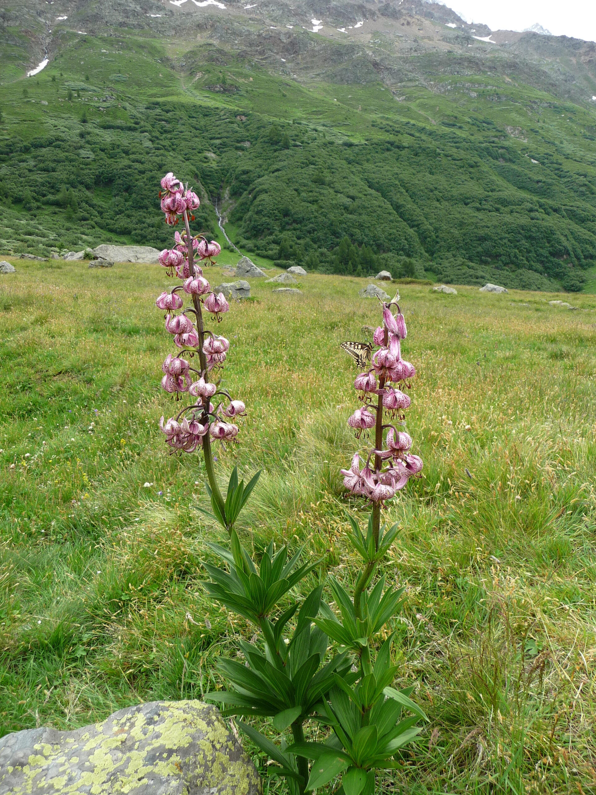 Lys martagon