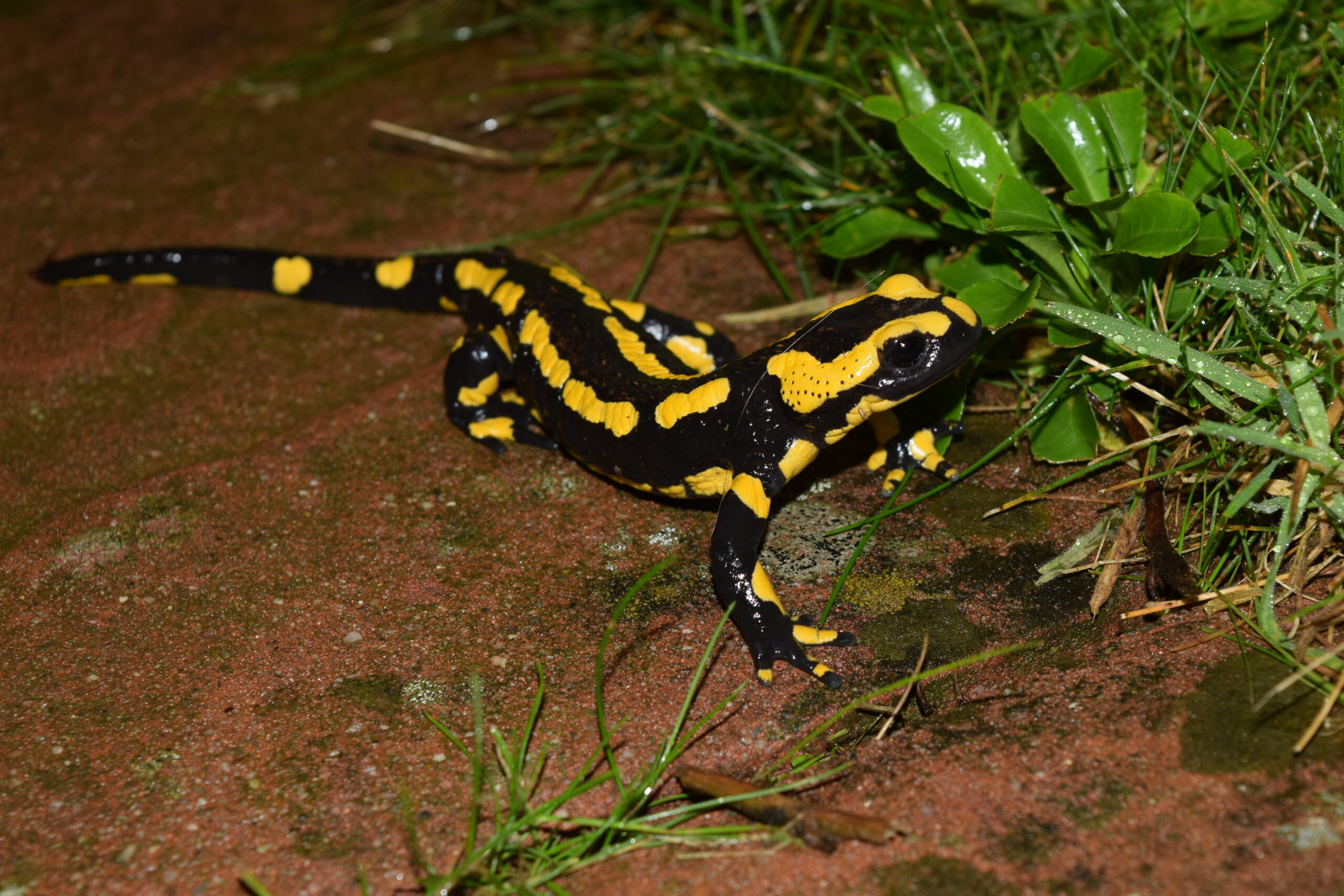 Salamandre tachetée