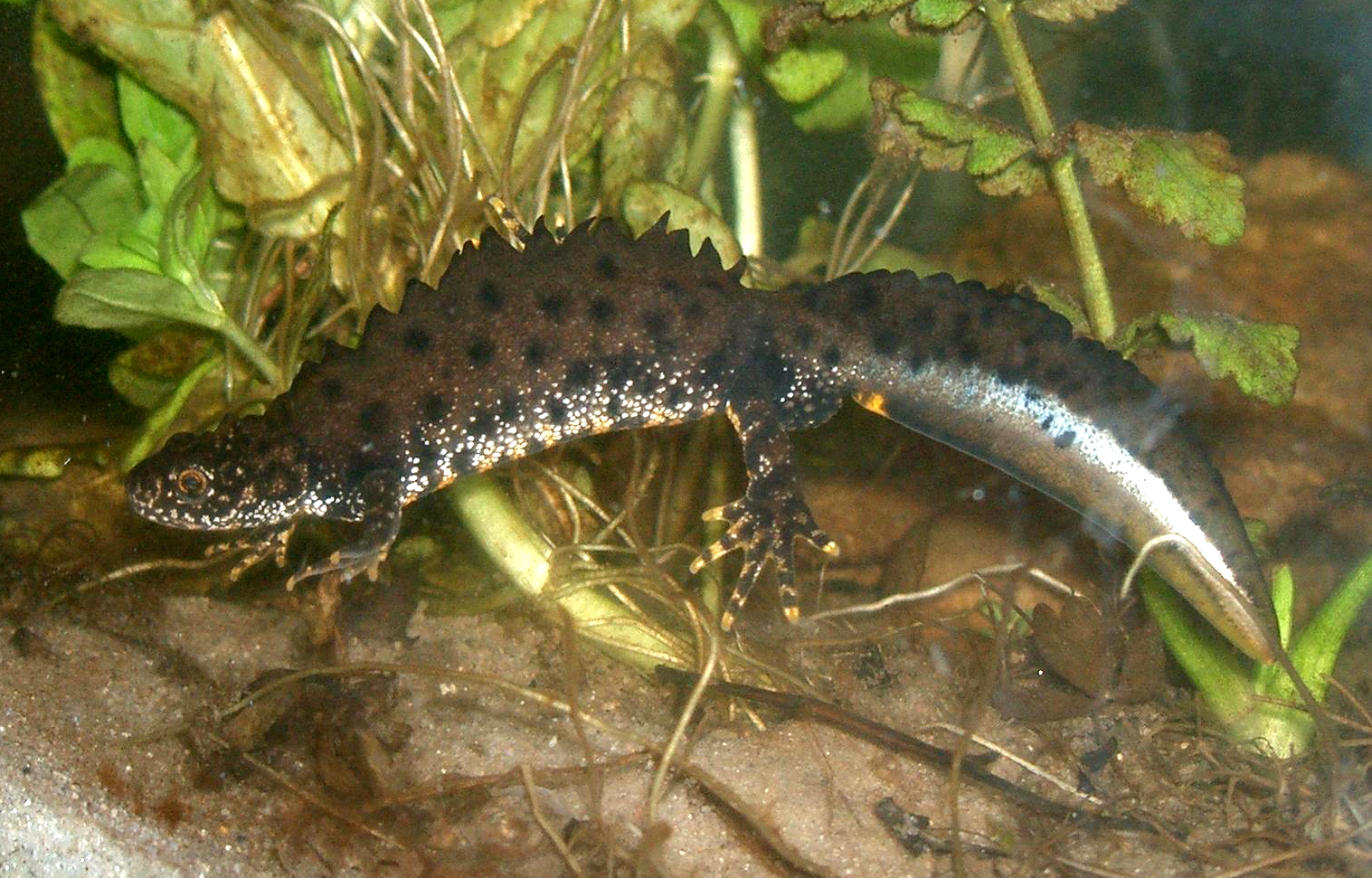 Triton crêté