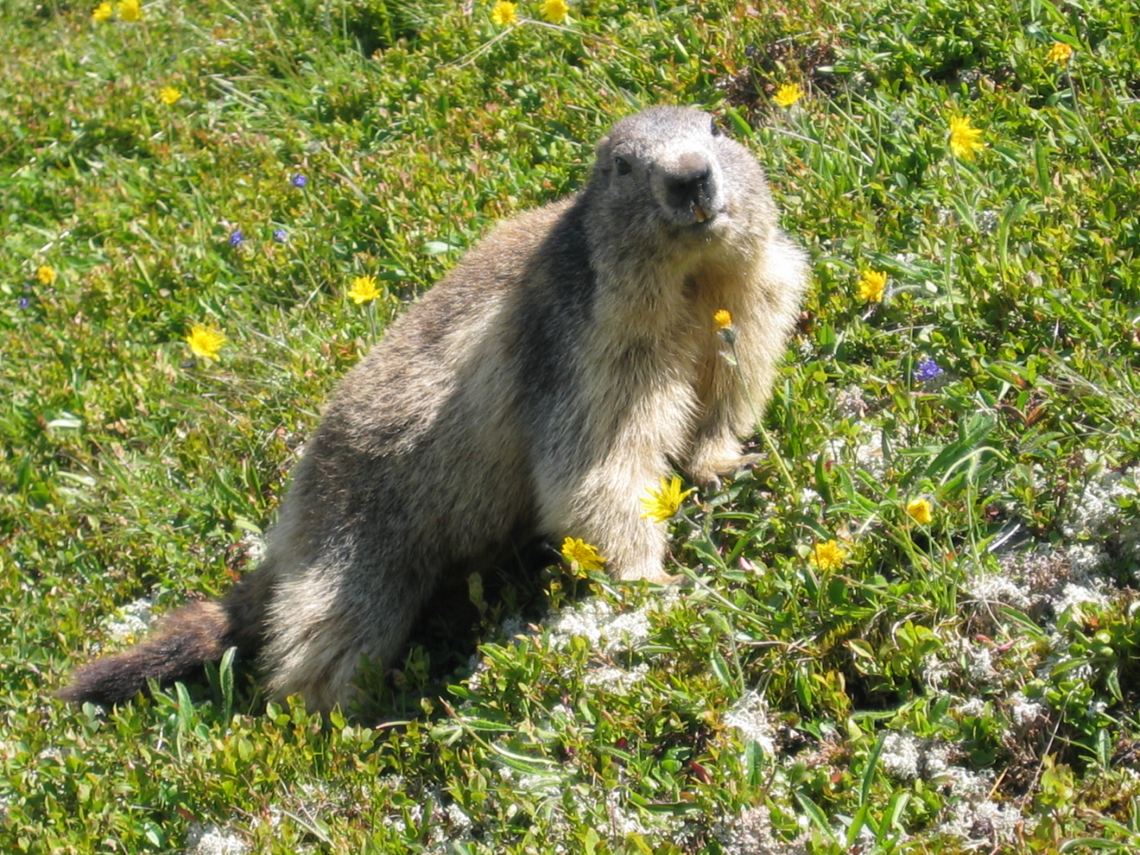 Marmotte